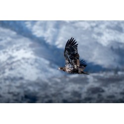 Olympus M.Zuiko Digital ED 100-400mm F5.0-6.3 IS II Lens - EZ-M1040 - Black — Buy in Cyprus with Fast Delivery