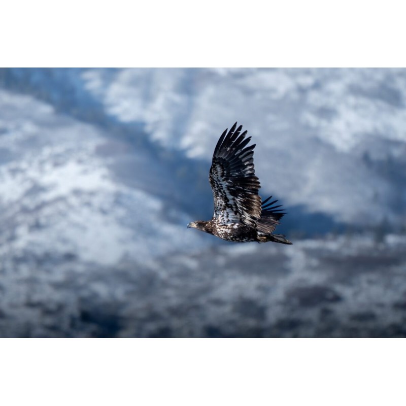 Olympus M.Zuiko Digital ED 100-400mm F5.0-6.3 IS II Lens - EZ-M1040 - Black — Buy in Cyprus with Fast Delivery