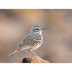 Olympus M.Zuiko Digital ED 100-400mm F5.0-6.3 IS II Lens - EZ-M1040 - Black — Buy in Cyprus with Fast Delivery