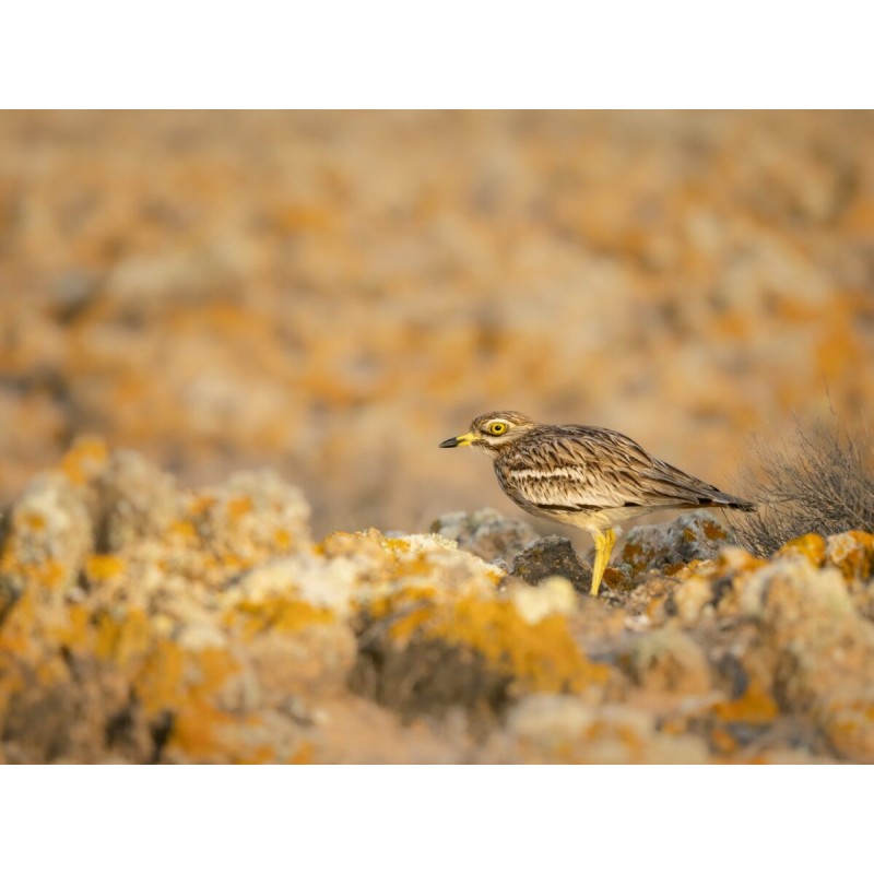 Olympus M.Zuiko Digital ED 100-400mm F5.0-6.3 IS II Lens - EZ-M1040 - Black — Buy in Cyprus with Fast Delivery