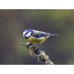 Olympus M.Zuiko Digital ED 100-400mm F5.0-6.3 IS II Lens - EZ-M1040 - Black — Buy in Cyprus with Fast Delivery