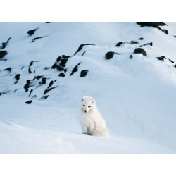 Olympus MC-14 M.ZUIKO DIGITAL 1.4x Teleconverter - MC-14 - 1.4x Teleconverter — Buy in Cyprus with Fast Delivery