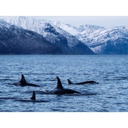 Olympus MC-14 M.ZUIKO DIGITAL 1.4x Teleconverter - MC-14 - 1.4x Teleconverter — Buy in Cyprus with Fast Delivery