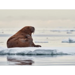 Olympus MC-14 M.ZUIKO DIGITAL 1.4x Teleconverter - MC-14 - 1.4x Teleconverter — Buy in Cyprus with Fast Delivery