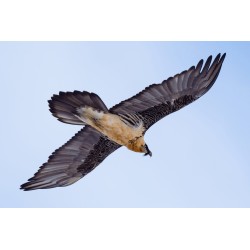 Olympus MC-14 M.ZUIKO DIGITAL 1.4x Teleconverter - MC-14 - 1.4x Teleconverter — Buy in Cyprus with Fast Delivery