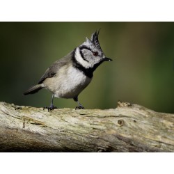 Olympus MC-14 M.ZUIKO DIGITAL 1.4x Teleconverter - MC-14 - 1.4x Teleconverter — Buy in Cyprus with Fast Delivery