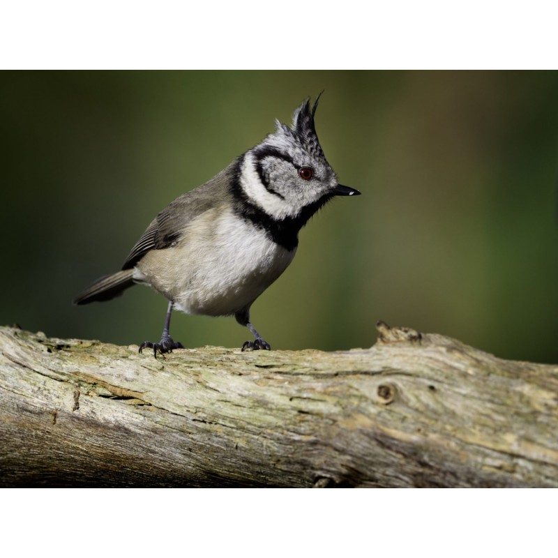 Olympus MC-14 M.ZUIKO DIGITAL 1.4x Teleconverter - MC-14 - 1.4x Teleconverter — Buy in Cyprus with Fast Delivery