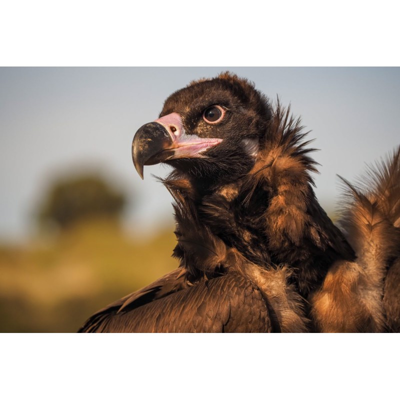 Olympus M.Zuiko Digital ED 40-150mm F4.0 PRO incl. Lens hood & Wrapping cloth — Buy in Cyprus with Fast Delivery