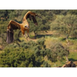 Olympus M.Zuiko Digital ED 40-150mm F4.0 PRO incl. Lens hood & Wrapping cloth — Buy in Cyprus with Fast Delivery