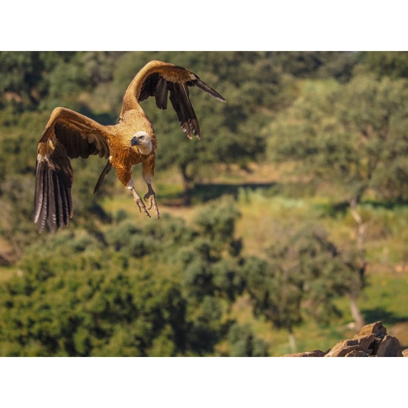 Olympus M.Zuiko Digital ED 40-150mm F4.0 PRO incl. Lens hood & Wrapping cloth — Buy in Cyprus with Fast Delivery