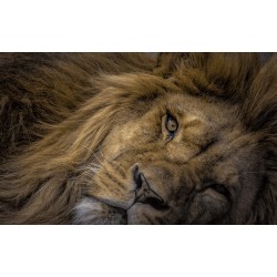 Olympus M.Zuiko Digital ED 75-300mm f/4.8-6.7 II - EZ-M7530-2 - Black, Micro Four Thirds, 58mm filter