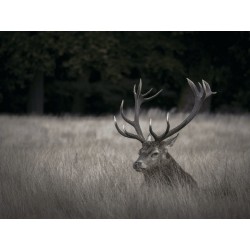 Olympus M.Zuiko Digital ED 75-300mm f/4.8-6.7 II - EZ-M7530-2 - Black, Micro Four Thirds, 58mm filter