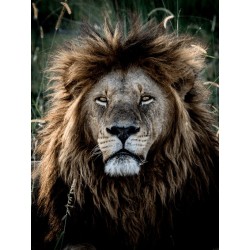 M.Zuiko Digital ED 40-150mm F2.8 PRO - EZ-M4015PRO - Black — Buy in Cyprus with Fast Delivery