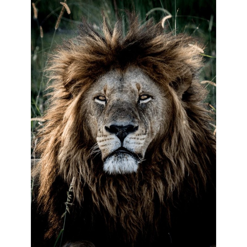 M.Zuiko Digital ED 40-150mm F2.8 PRO - EZ-M4015PRO - Black — Buy in Cyprus with Fast Delivery