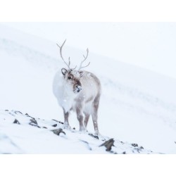 M.Zuiko Digital ED 40-150mm F2.8 PRO - EZ-M4015PRO - Black — Buy in Cyprus with Fast Delivery