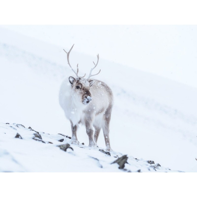 M.Zuiko Digital ED 40-150mm F2.8 PRO - EZ-M4015PRO - Black — Buy in Cyprus with Fast Delivery