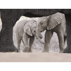 M.Zuiko Digital ED 40-150mm F2.8 PRO - EZ-M4015PRO - Black — Buy in Cyprus with Fast Delivery