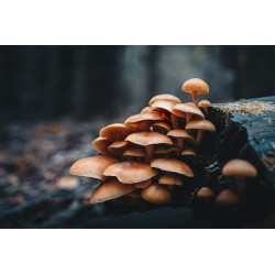 Olympus OM SYSTEM M.Zuiko PRO Digital ED 20mm 1:1.4 incl. Lens hood & Wrapping cloth — Buy in Cyprus with Fast Delivery