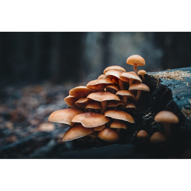 Olympus OM SYSTEM M.Zuiko PRO Digital ED 20mm 1:1.4 incl. Lens hood & Wrapping cloth — Buy in Cyprus with Fast Delivery