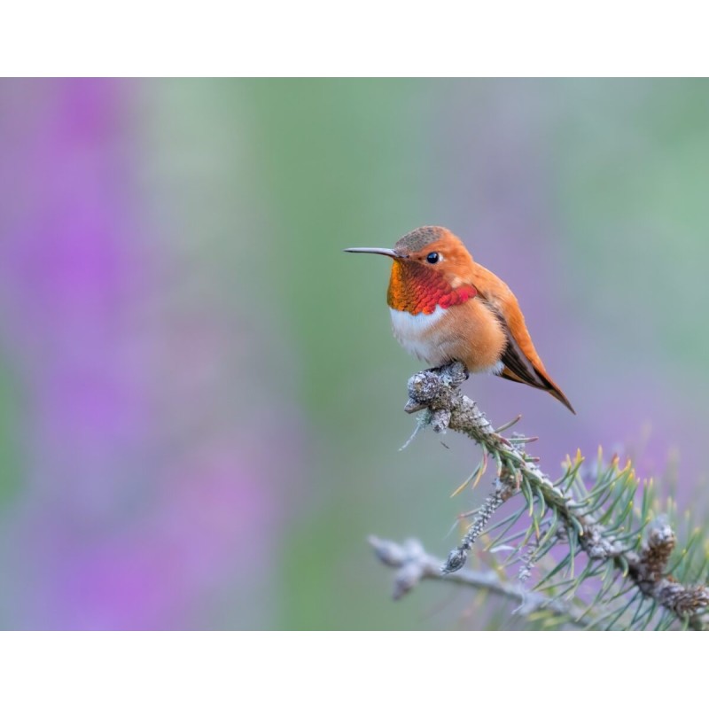 M.Zuiko Digital ED 50-200mm F2.8 IS PRO - 50-200mm F2.8 IS PRO - Micro Four Thirds Pro telephoto zoom with IS