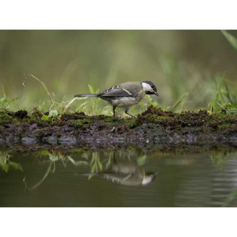 M.Zuiko Digital ED 50-200mm F2.8 IS PRO - 50-200mm F2.8 IS PRO - Micro Four Thirds Pro telephoto zoom with IS