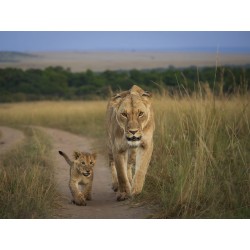 M.Zuiko Digital ED 50-200mm F2.8 IS PRO - 50-200mm F2.8 IS PRO - Micro Four Thirds Pro telephoto zoom with IS