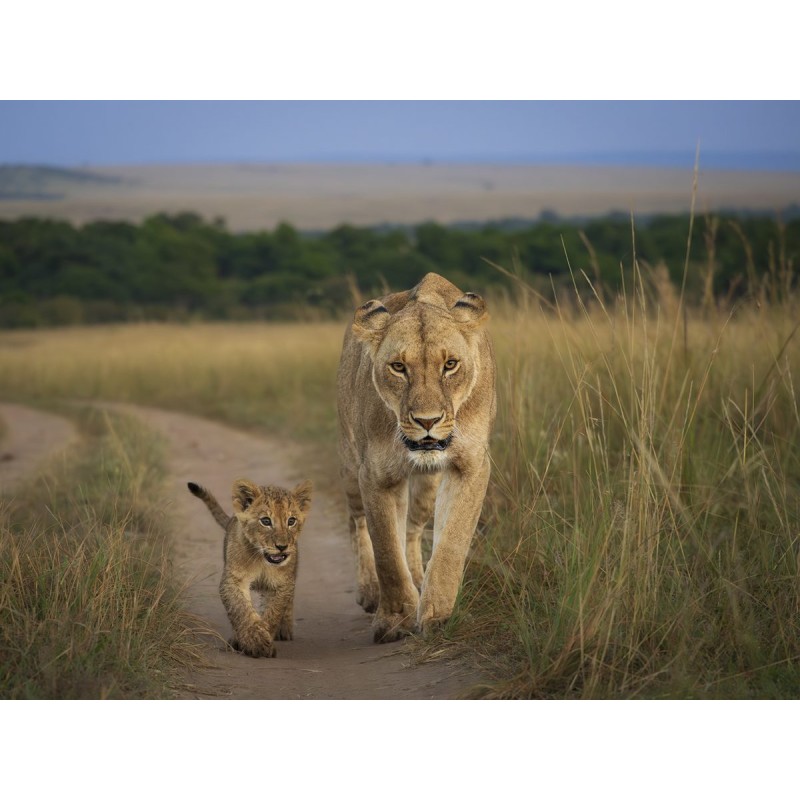 M.Zuiko Digital ED 50-200mm F2.8 IS PRO - 50-200mm F2.8 IS PRO - Micro Four Thirds Pro telephoto zoom with IS