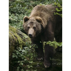 M.Zuiko Digital ED 50-200mm F2.8 IS PRO - 50-200mm F2.8 IS PRO - Micro Four Thirds Pro telephoto zoom with IS