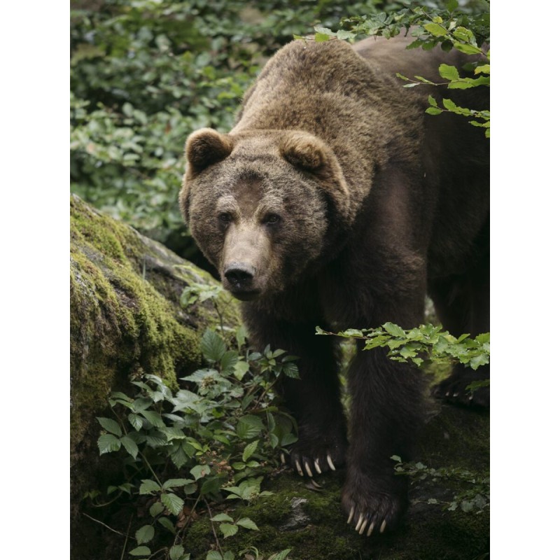 M.Zuiko Digital ED 50-200mm F2.8 IS PRO - 50-200mm F2.8 IS PRO - Micro Four Thirds Pro telephoto zoom with IS