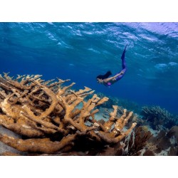 M.ZUIKO DIGITAL ED 8mm F1.8 FISHEYE PRO - 8mm F1.8 - Ultra-wide fisheye lens — Buy in Cyprus with Fast Delivery