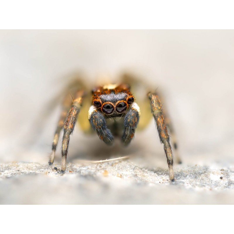 Olympus M.Zuiko Digital ED 90mm F3.5 Macro IS PRO - 90mm Macro Lens with IS PRO (incl. hood & cap)