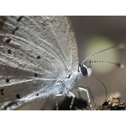 Olympus M.Zuiko Digital ED 90mm F3.5 Macro IS PRO - 90mm Macro Lens with IS PRO (incl. hood & cap)