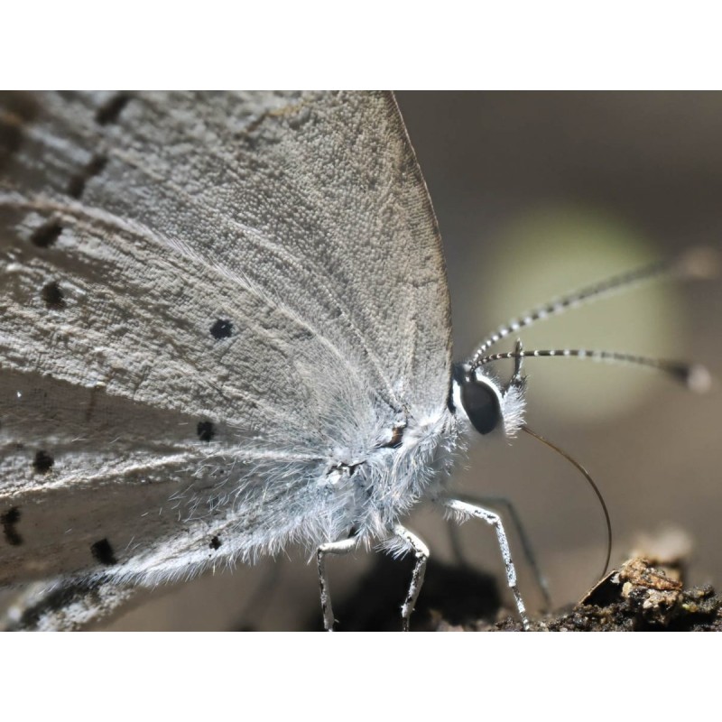 Olympus M.Zuiko Digital ED 90mm F3.5 Macro IS PRO - 90mm Macro Lens with IS PRO (incl. hood & cap)