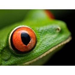 Olympus M.Zuiko Digital ED 90mm F3.5 Macro IS PRO - 90mm Macro Lens with IS PRO (incl. hood & cap)