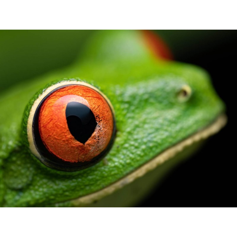 Olympus M.Zuiko Digital ED 90mm F3.5 Macro IS PRO - 90mm Macro Lens with IS PRO (incl. hood & cap)