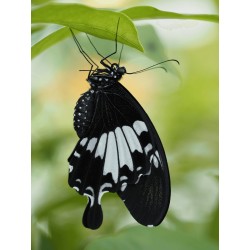 Olympus MC 2.0 Teleconverter for M.ZUIKO DIGITAL 40-150mm 1:2.8 PRO & M.ZUIKO DIGITAL ED 300mm 1:4 P