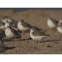 Olympus MC 2.0 Teleconverter for M.ZUIKO DIGITAL 40-150mm 1:2.8 PRO & M.ZUIKO DIGITAL ED 300mm 1:4 P