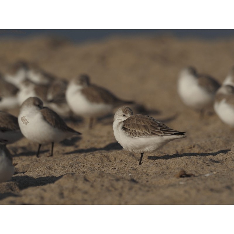 Olympus MC 2.0 Teleconverter for M.ZUIKO DIGITAL 40-150mm 1:2.8 PRO & M.ZUIKO DIGITAL ED 300mm 1:4 P