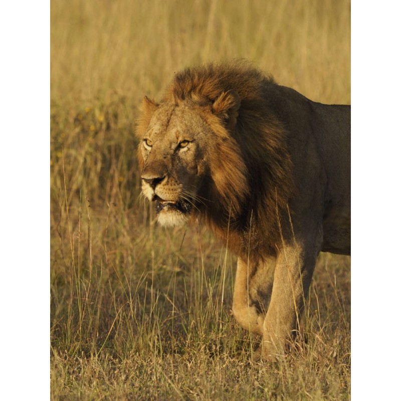 Olympus MC 2.0 Teleconverter for M.ZUIKO DIGITAL 40-150mm 1:2.8 PRO & M.ZUIKO DIGITAL ED 300mm 1:4 P