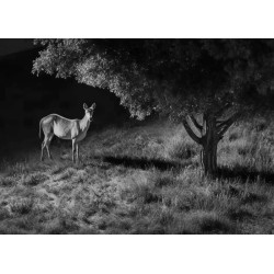 Reolink Outdoor Battery Camera - BP4G - 4K PTZ GO Ranger PT + Solar — Buy in Cyprus with Fast Delivery