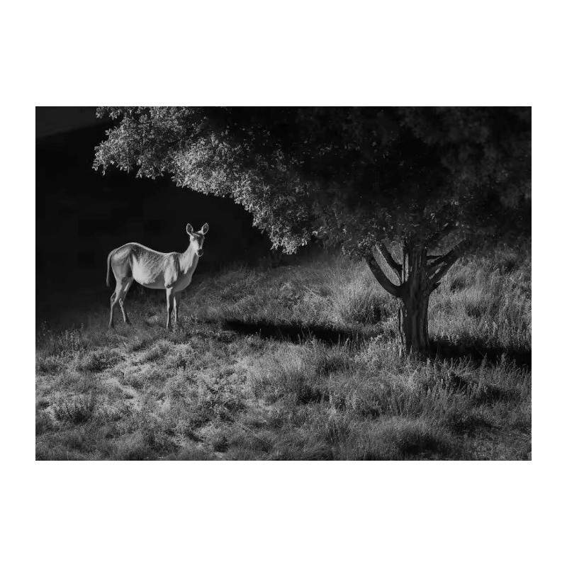 Reolink Outdoor Battery Camera - BP4G - 4K PTZ GO Ranger PT + Solar — Buy in Cyprus with Fast Delivery